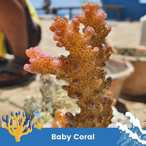 Coral Restoration Plan in Padangbai, Bali